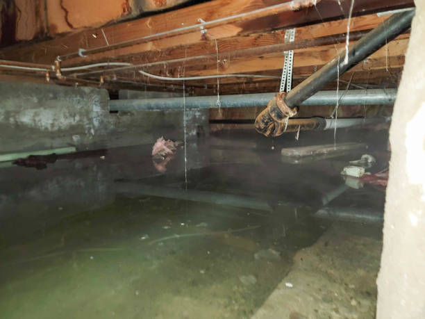 Best Commercial water damage restoration  in Bagley, MN