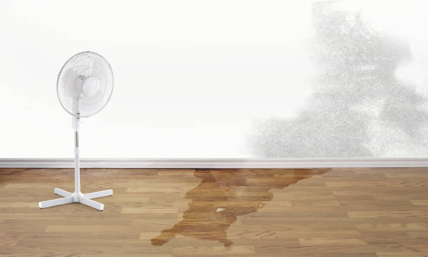 Best Flood damage cleanup  in Bagley, MN